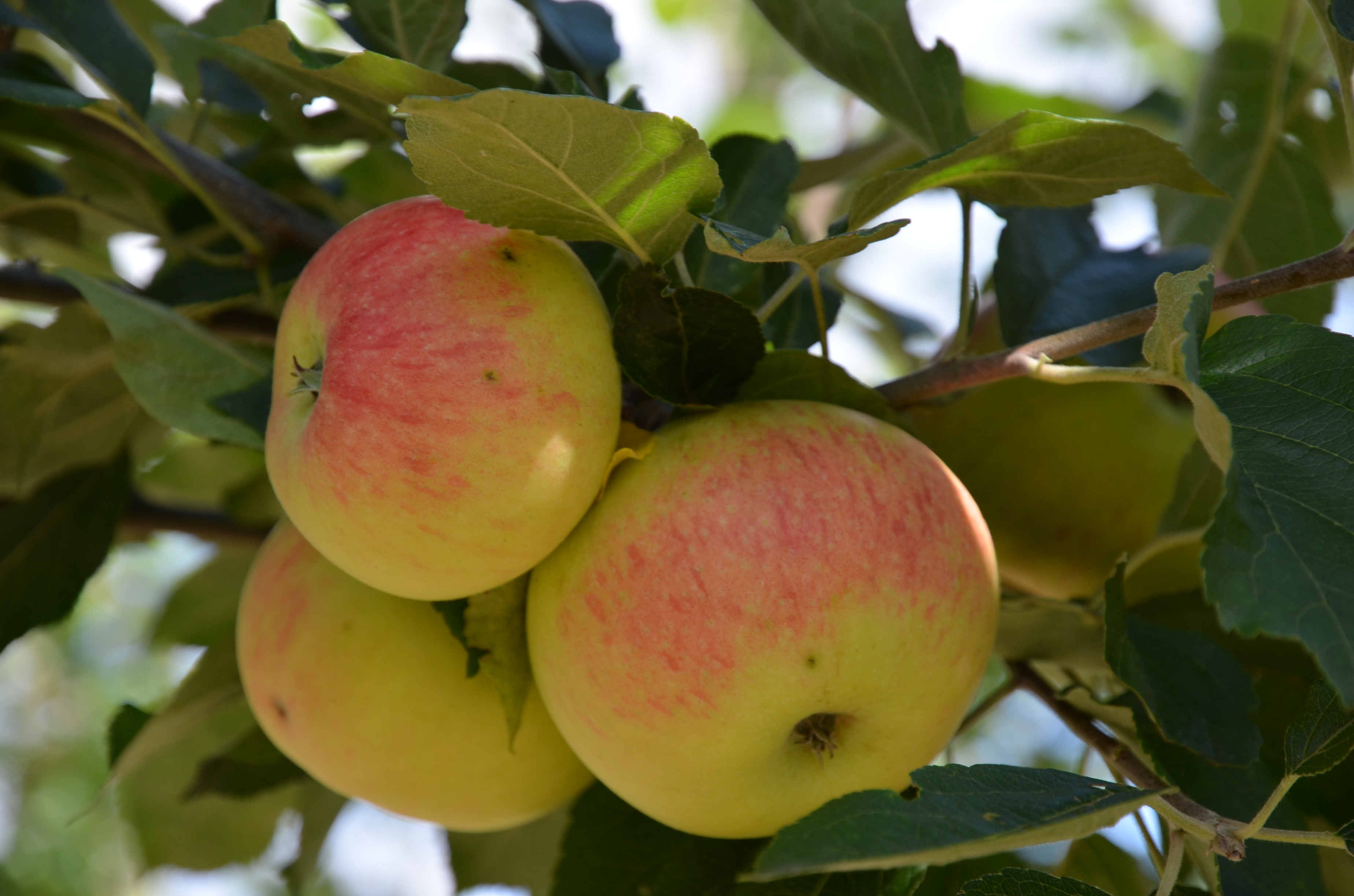 Apfel